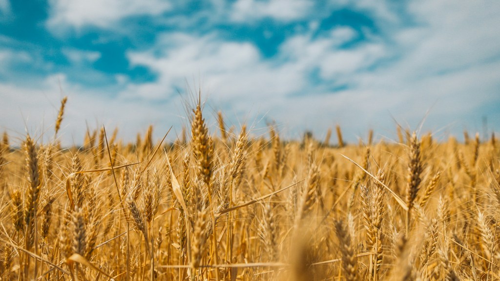 Photo by <a href="https://unsplash.com/@polina_art?utm_source=unsplash&utm_medium=referral&utm_content=creditCopyText">Polina Rytova</a> on <a href="https://unsplash.com/photos/wheat-field-1dGMs4hhcVA?utm_source=unsplash&utm_medium=referral&utm_content=creditCopyText">Unsplash</a>